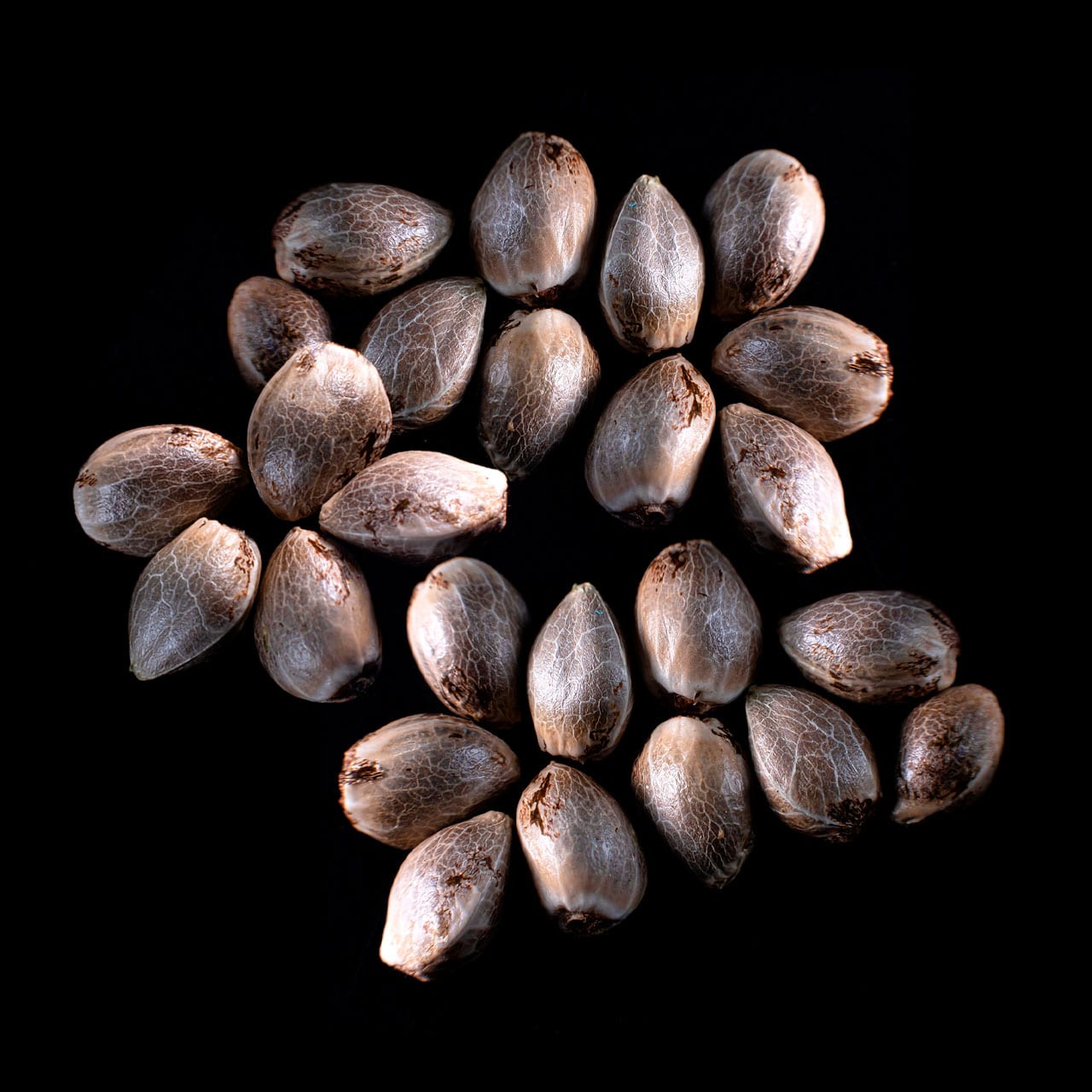 Cannabis-samen: Zkittlez, 25 Seed