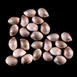 Cannabis-samen: Zkittlez Auto, 25 Seed