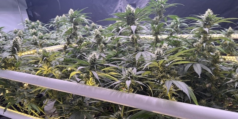 So steigert die Beleuchtung unter dem Blätterdach Qualität und Ertrag von Cannabis-Pflanzen