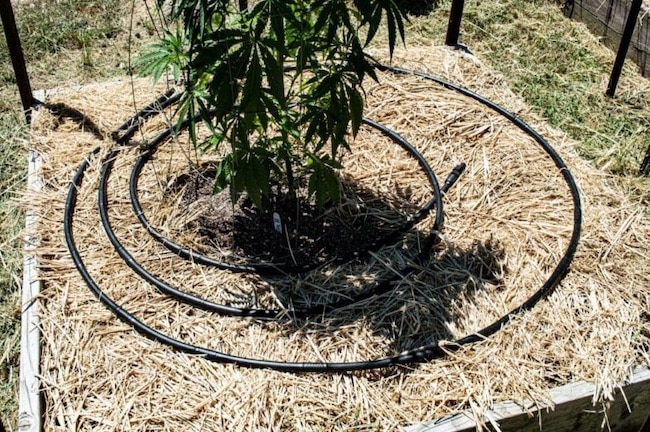 keep your plants hydrated