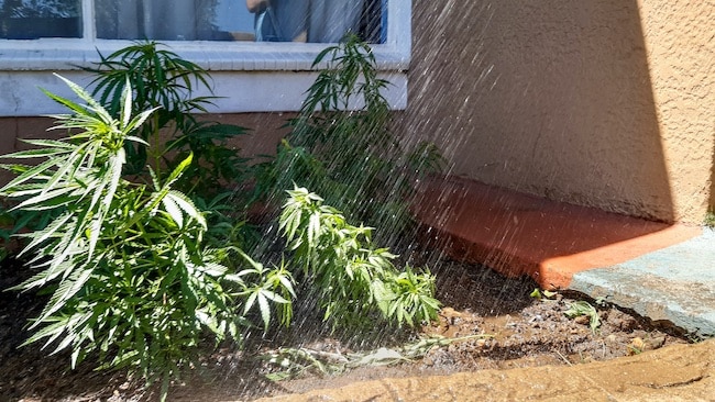 keep your plants hydrated