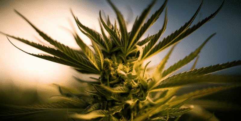 So bereitest Du Deine Cannabis-Pflanzen vor, damit Du in den Urlaub fahren kannst