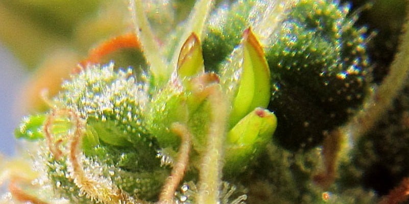 Über „Nanners“ (oder Bananen) bei Cannabis und wie sie sich vermeiden lassen