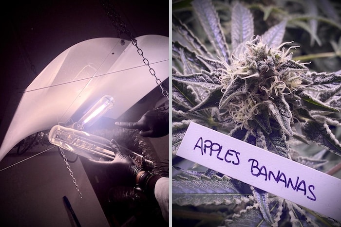 apple & bananas