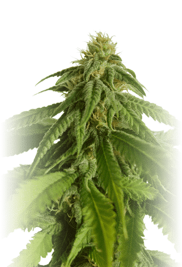 planta