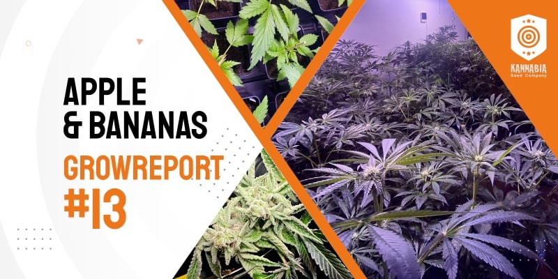 Grow Tagebuch – Apple & Bananas