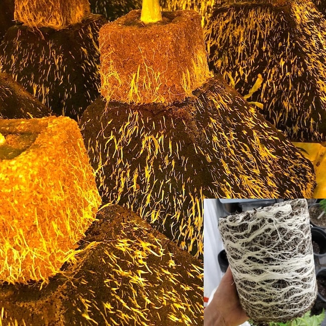 pyramidal substrates