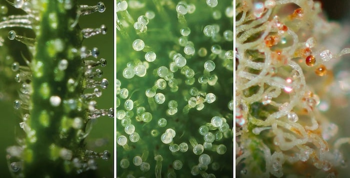 trichomes