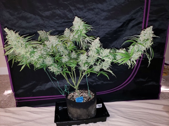 trichomes