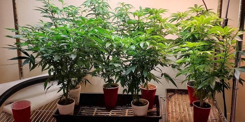 ‚Solo Cup‘-Challenge: Die Kunst, Cannabis in einem kleinen Plastikbecher anzubauen