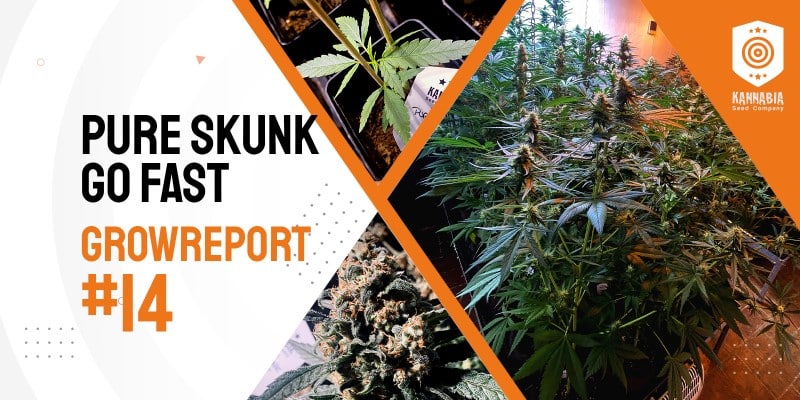 Grow-Tagebuch – Pure Skunk Go Fast