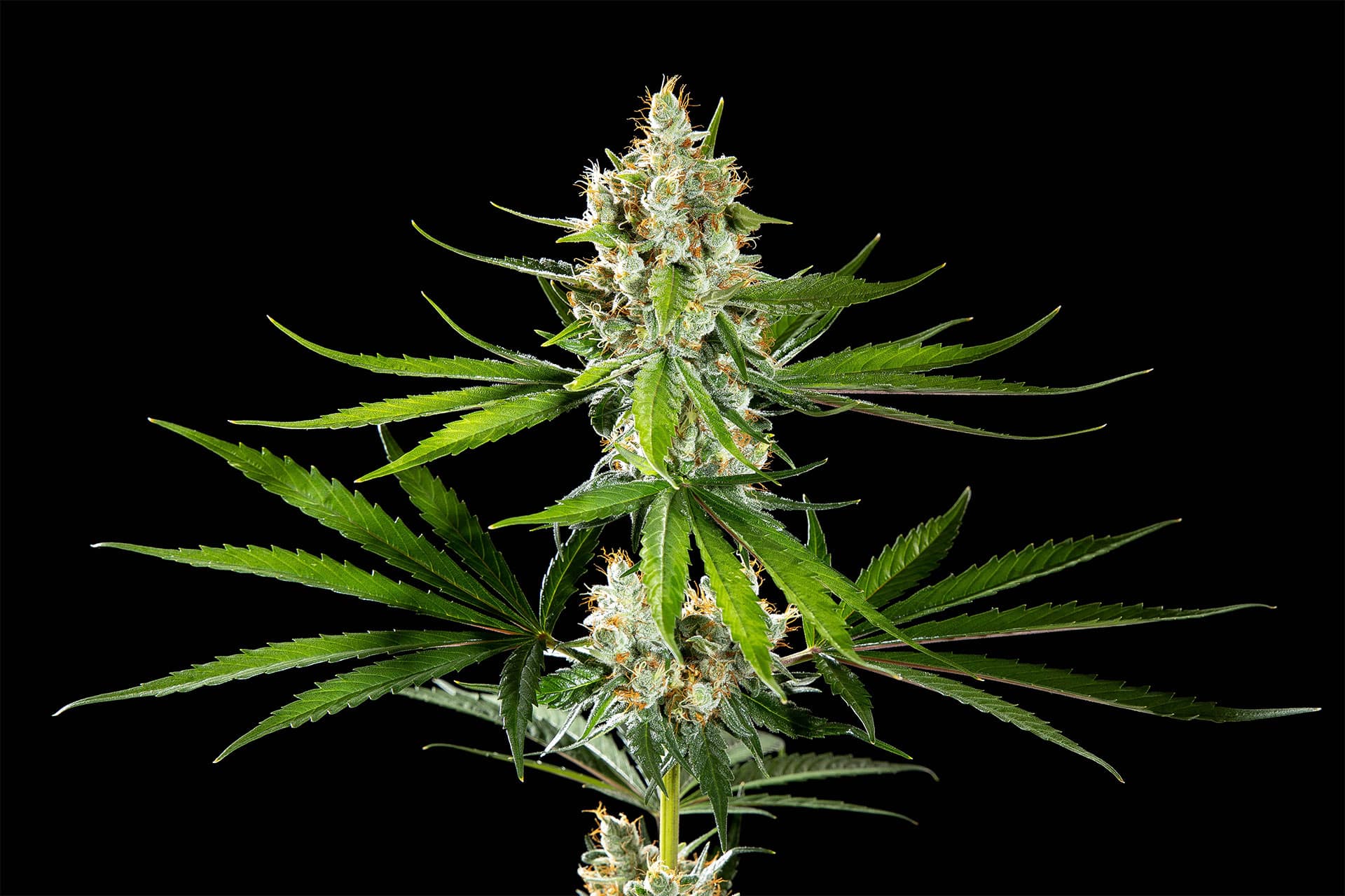 Marijuana seeds - Feminized: Oreoz USA (1)