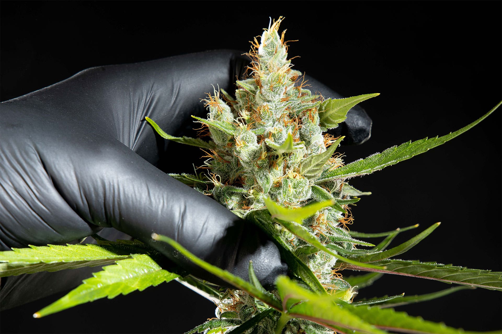 Marijuana seeds - Feminized: Oreoz USA (2)