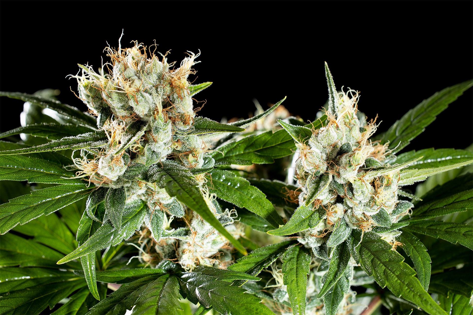 Marijuana seeds - Feminized: Oreoz USA (3)