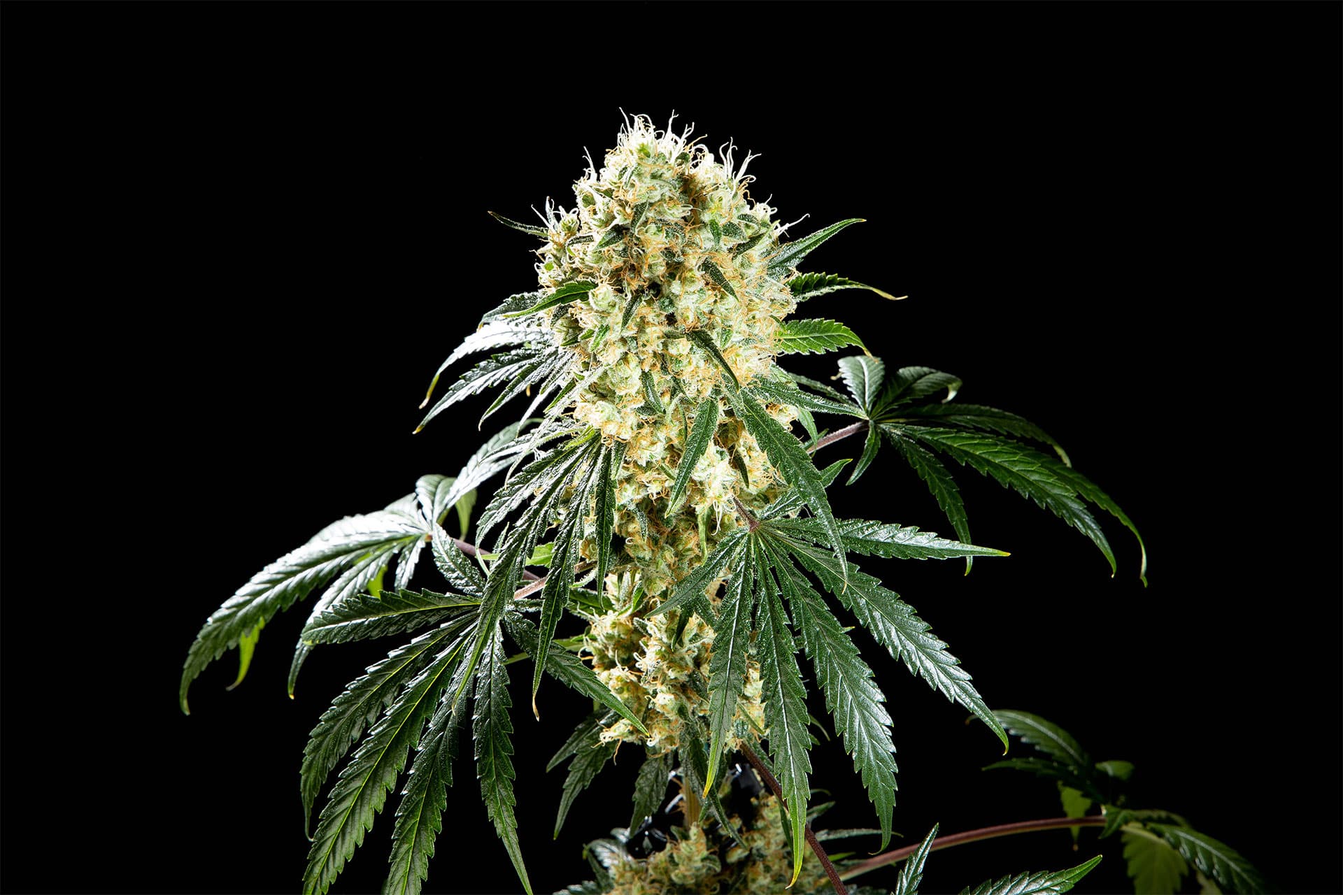 Marijuana seeds - Feminized: Oreoz USA (4)