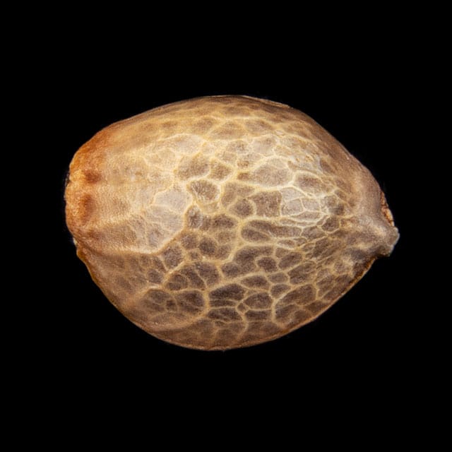 Marijuana seeds: Oreoz USA, 1 Seed