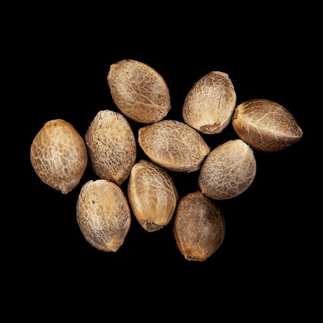 Marijuana seeds: Oreoz USA, 10+3 Seed