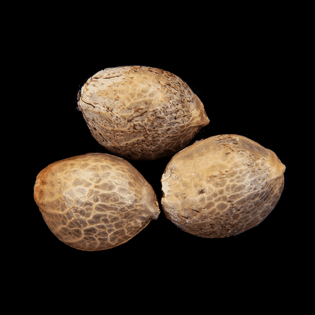 Marijuana seeds: Oreoz USA, 3+1 Seed