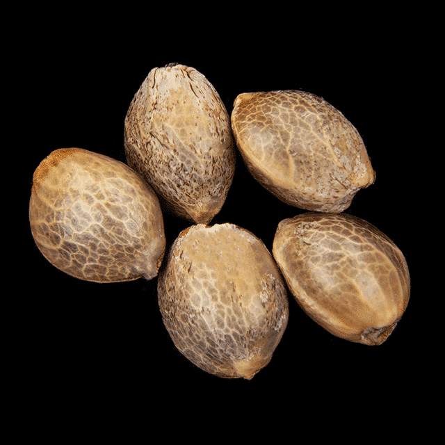 Marijuana seeds: Oreoz USA, 5+2 Seed