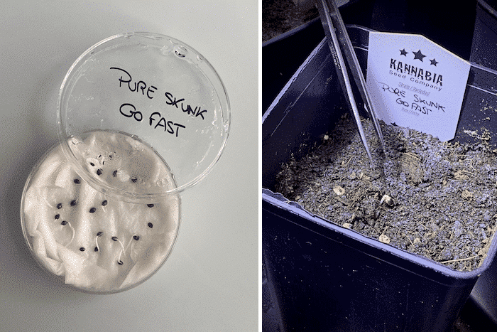 grow tagebuch pure skunk go fast