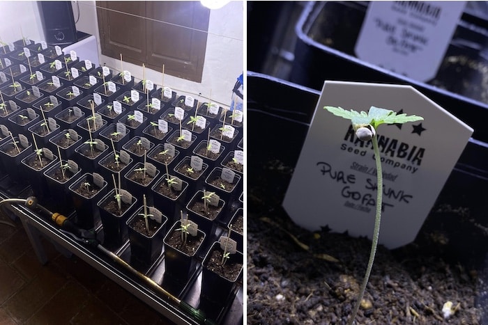 grow tagebuch pure skunk go fast