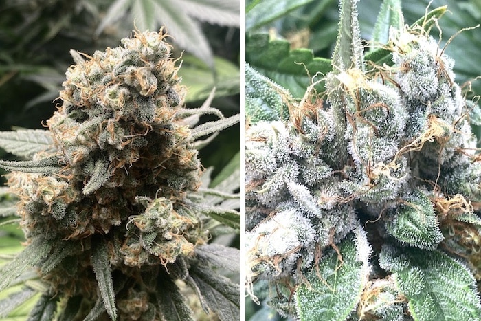 grow tagebuch pure skunk go fast