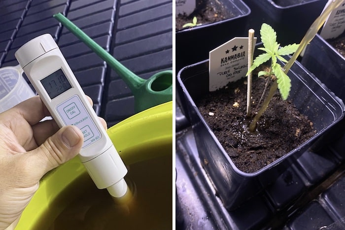 grow tagebuch pure skunk go fast
