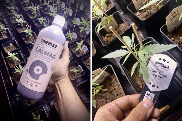 grow tagebuch pure skunk go fast