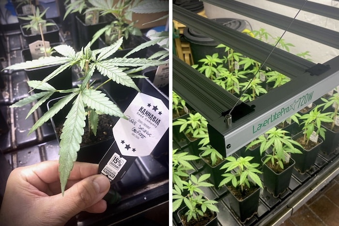 grow tagebuch pure skunk go fast