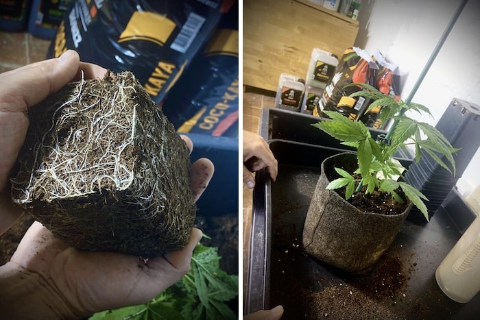grow tagebuch pure skunk go fast