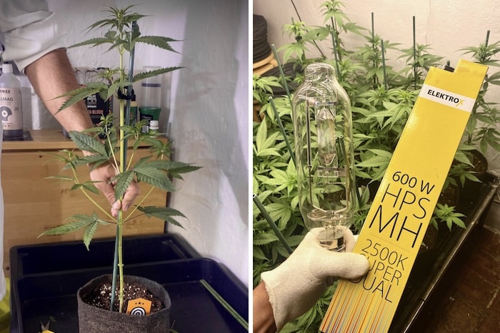 grow tagebuch pure skunk go fast