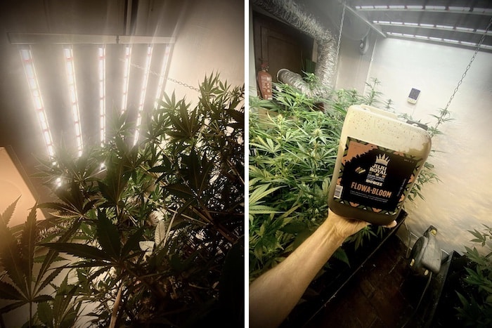 grow tagebuch pure skunk go fast