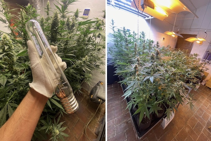 grow tagebuch pure skunk go fast