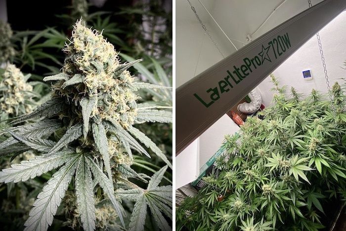 grow tagebuch pure skunk go fast