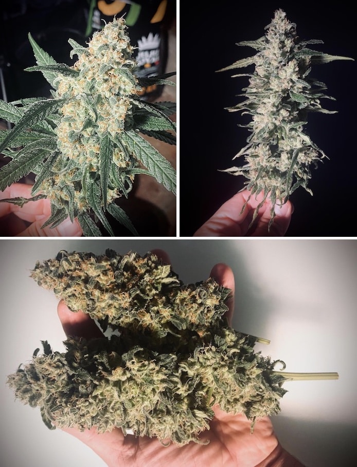 grow tagebuch pure skunk go fast