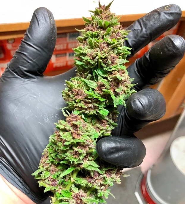 trimming