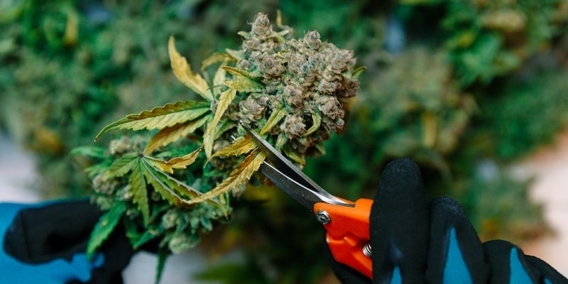 Nasstrimmen vs. Trockentrimmen: Was ist besser für die Maniküre von Marihuana?