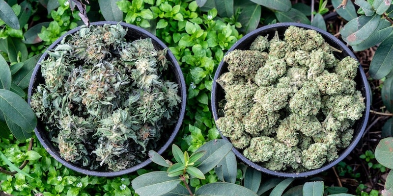 Kompletter Leitfaden zum korrekten Trocknen und Fermentieren von Marihuana