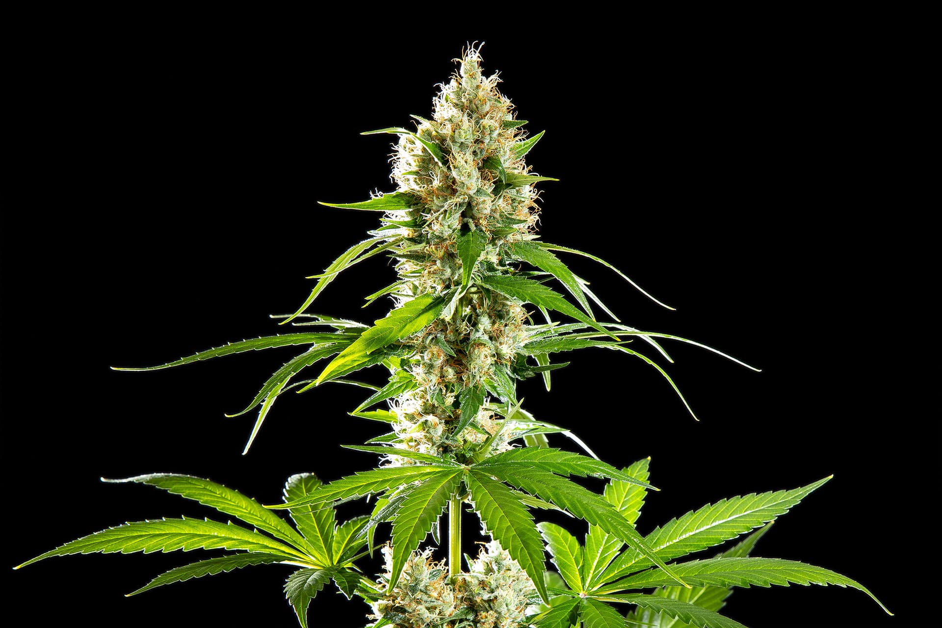 Marijuana seeds - Feminized: Sunset Sherbet (1)