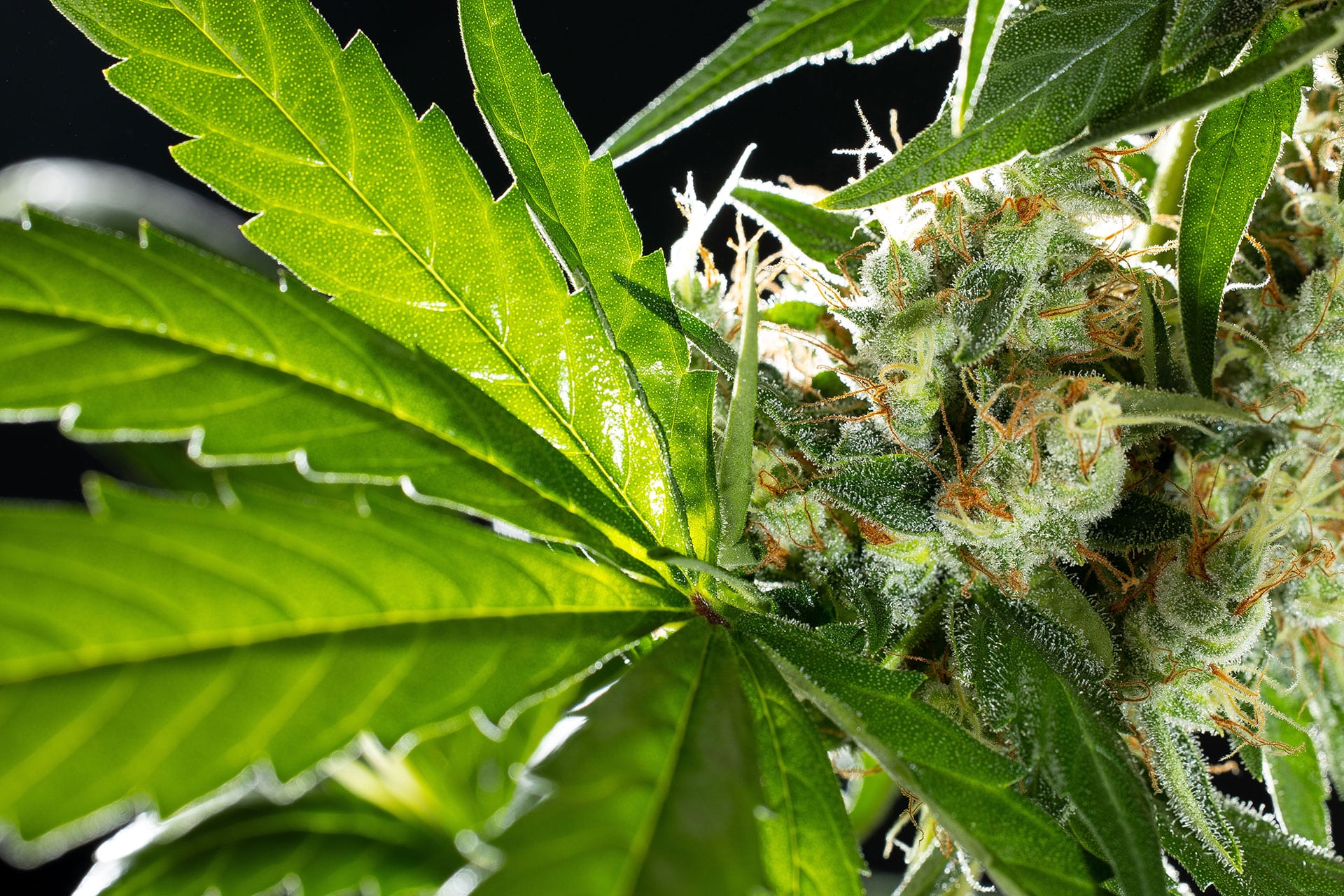 Marijuana seeds - Feminized: Sunset Sherbet (3)