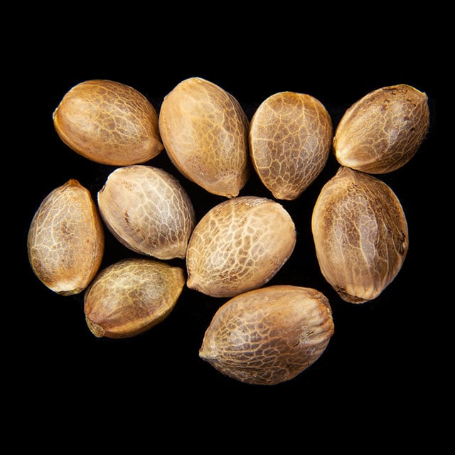 Marijuana seeds: Sunset Sherbet, 10+3 Seed