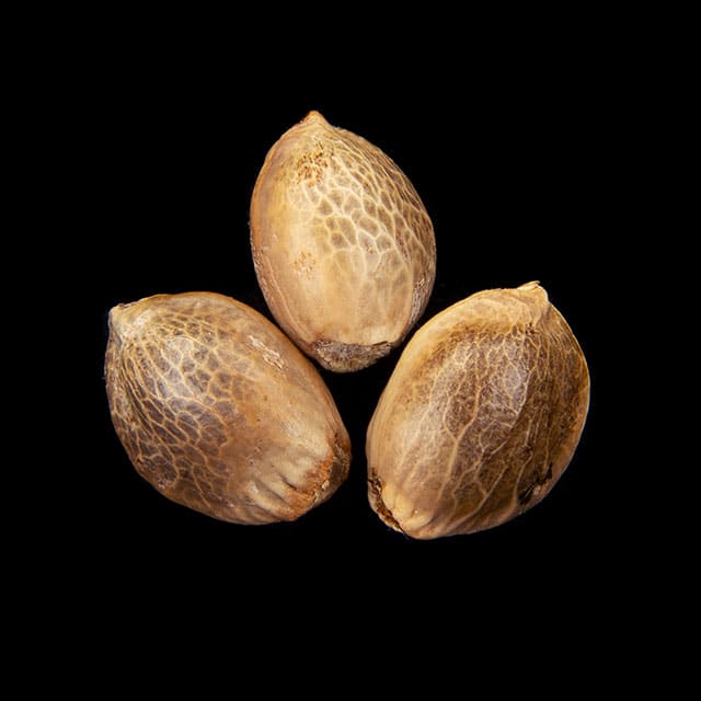 Marijuana seeds: Sunset Sherbet, 3+1 Seed