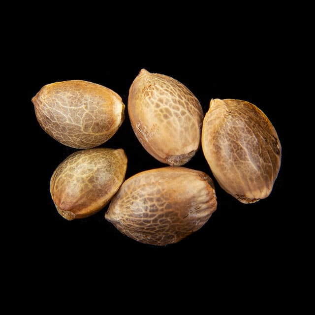 Marijuana seeds: Sunset Sherbet, 5+2 Seed