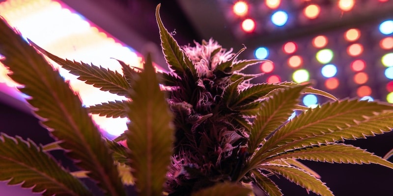 HPS or LED? Or why not both? Hybrid lighting systems for cannabis cultivation