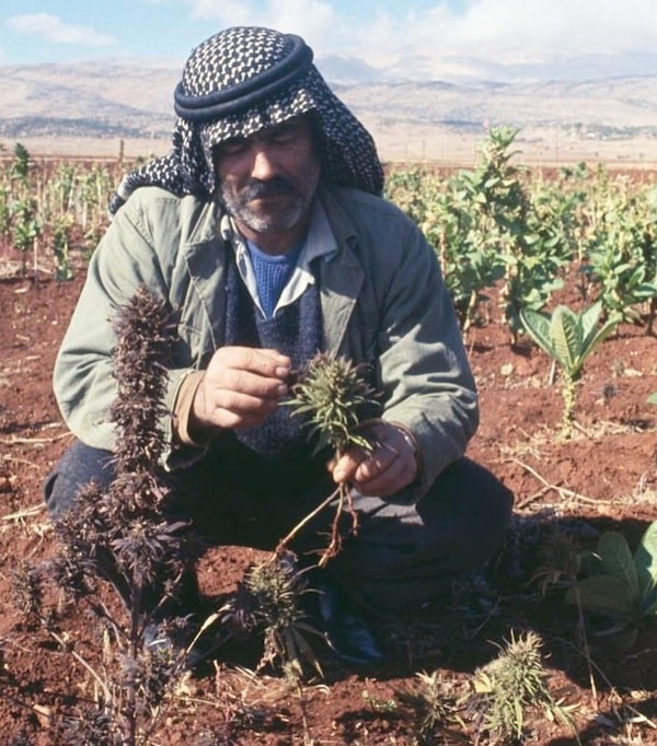 Lebanon Cannabis