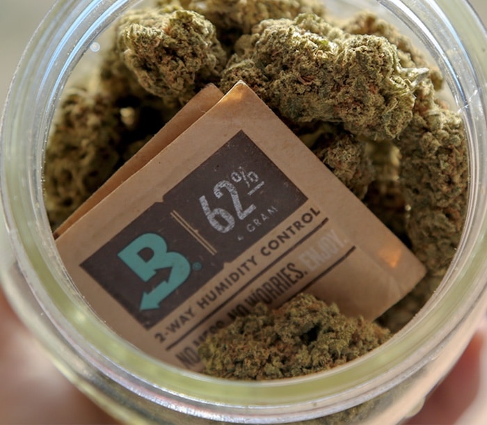 cannabis mould