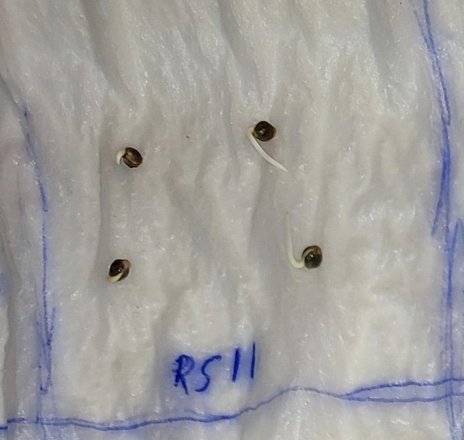 RS11