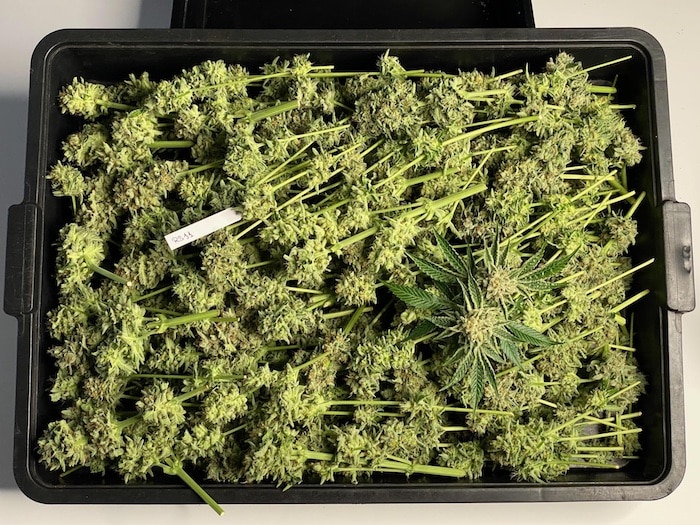 Cannabis Rainbow Sherbet RS11