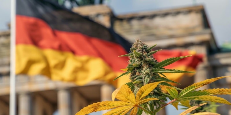 Was bedeutet der Ampel-Bruch für die Legalisierung von Cannabis?