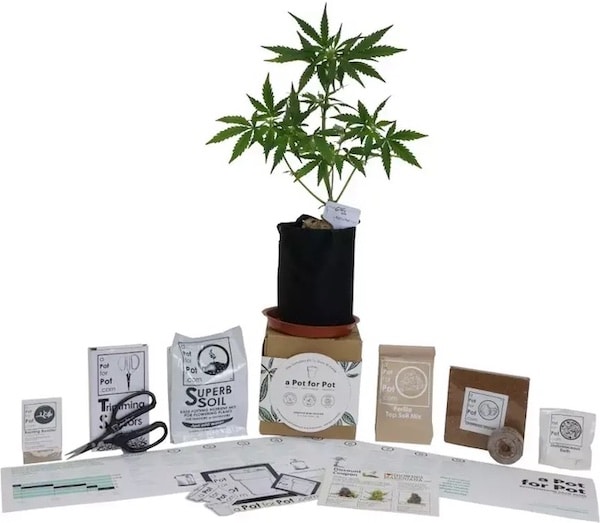Chistmas Cannabis